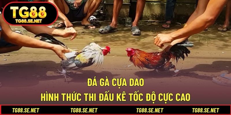 Đá Gà Cựa Dao – Hình Thức Thi Đấu Kê Tốc Độ Cực Cao Đá gà cựa dao