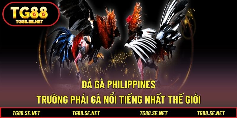 Đá Gà Philippines – Trường Phái Gà Nổi Tiếng Nhất Thế Giới Đá gà Philippines